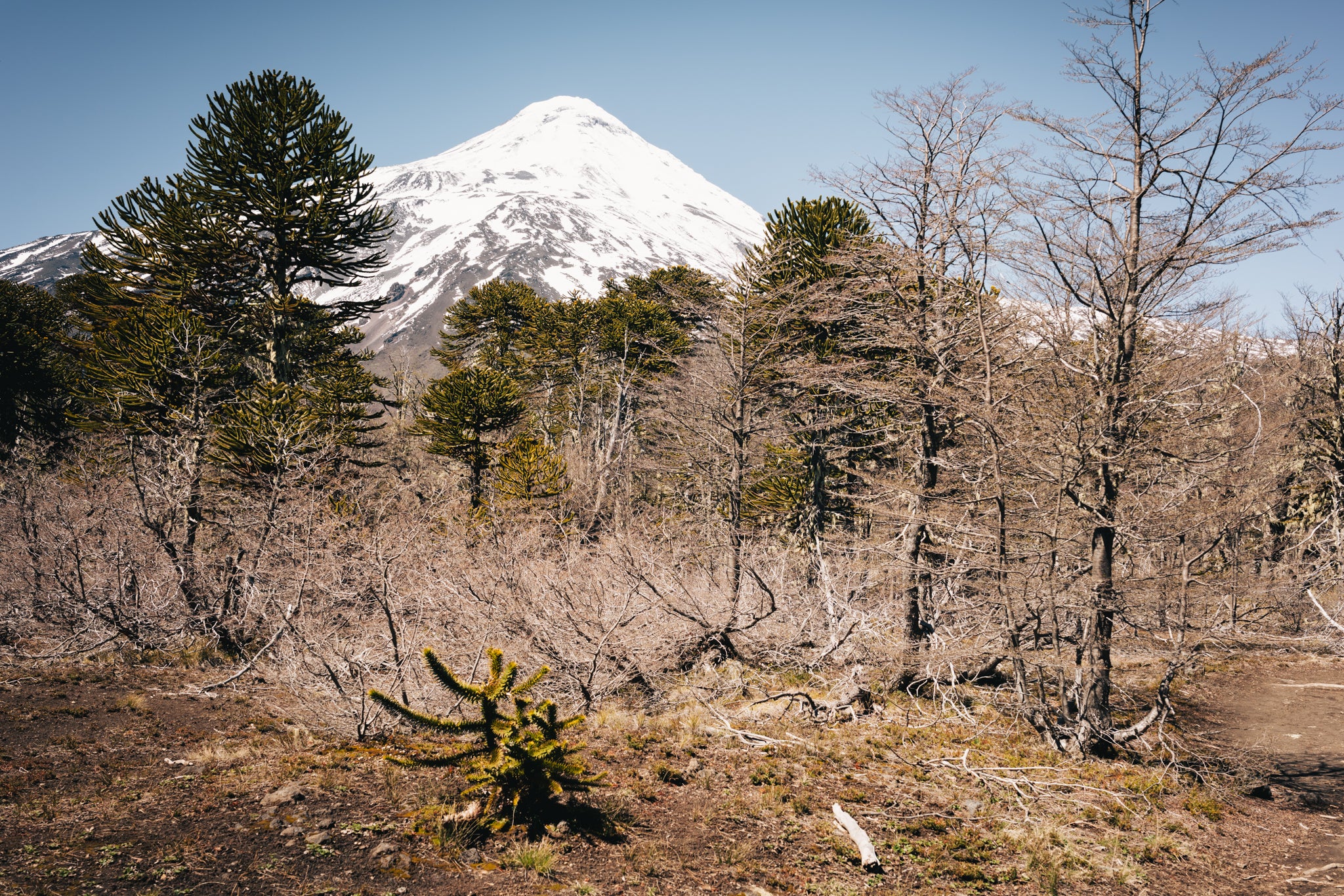 Sendero Lagos Andinos (PN Villarrica)